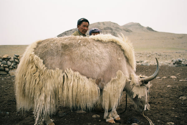 Scarf Yak