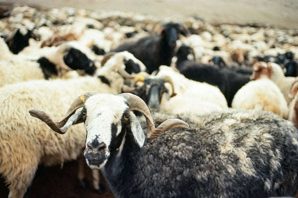 Sheep from Changthang