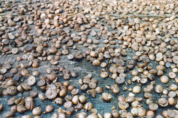 Betelnuts in Assam for natural dye