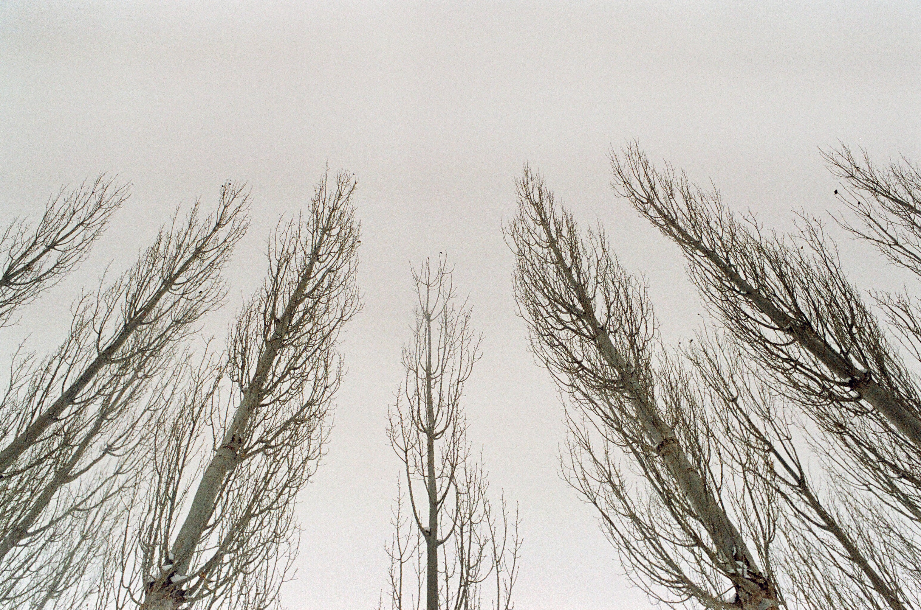 Tsug Den Mini Dungma