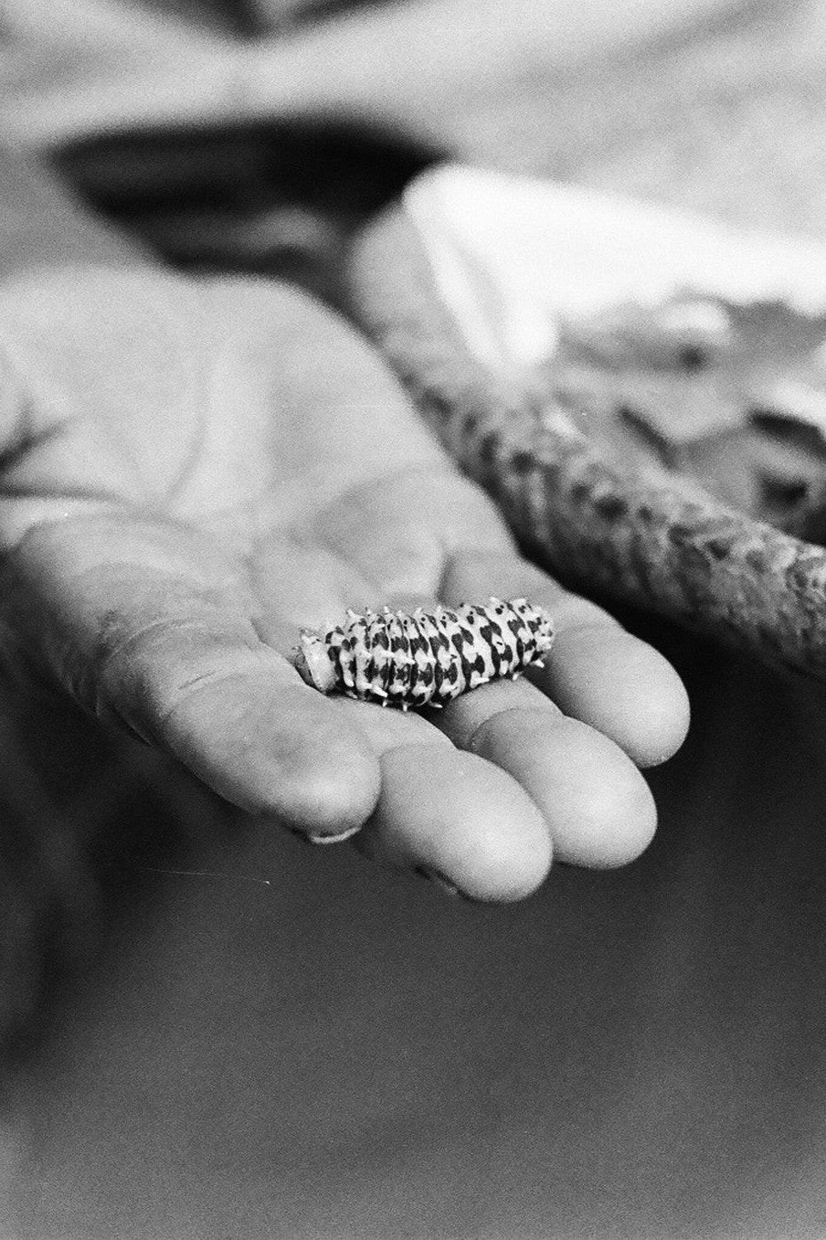 Caterpillar of the peace silk eri silk